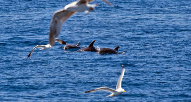 Dolphins_Island_Krk